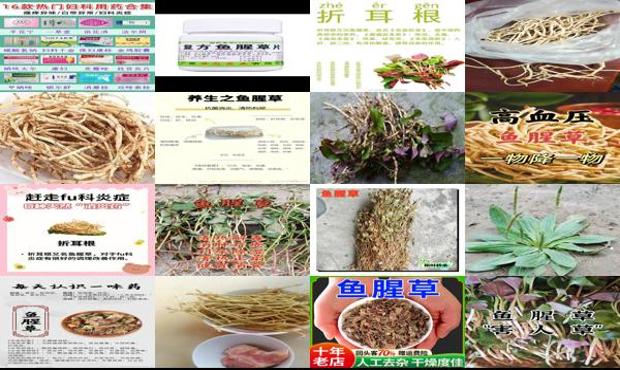 汕头鱼腥草治妇科炎症